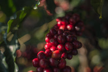 Load image into Gallery viewer, Brasil Fazenda Sertão Natural